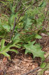 Kidneyleaf rosinweed